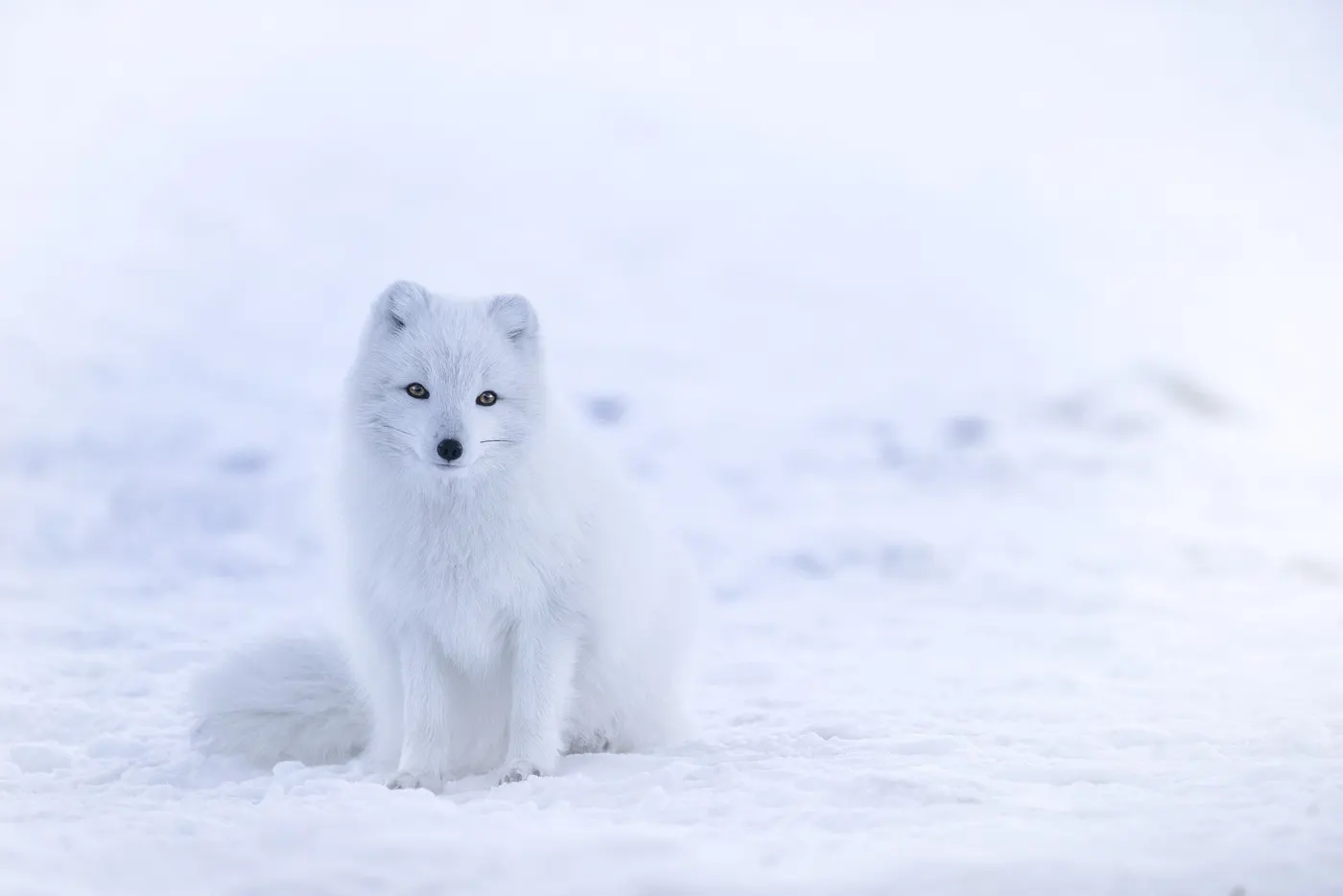 The Arctic Fox: Small Survivor of the Far North