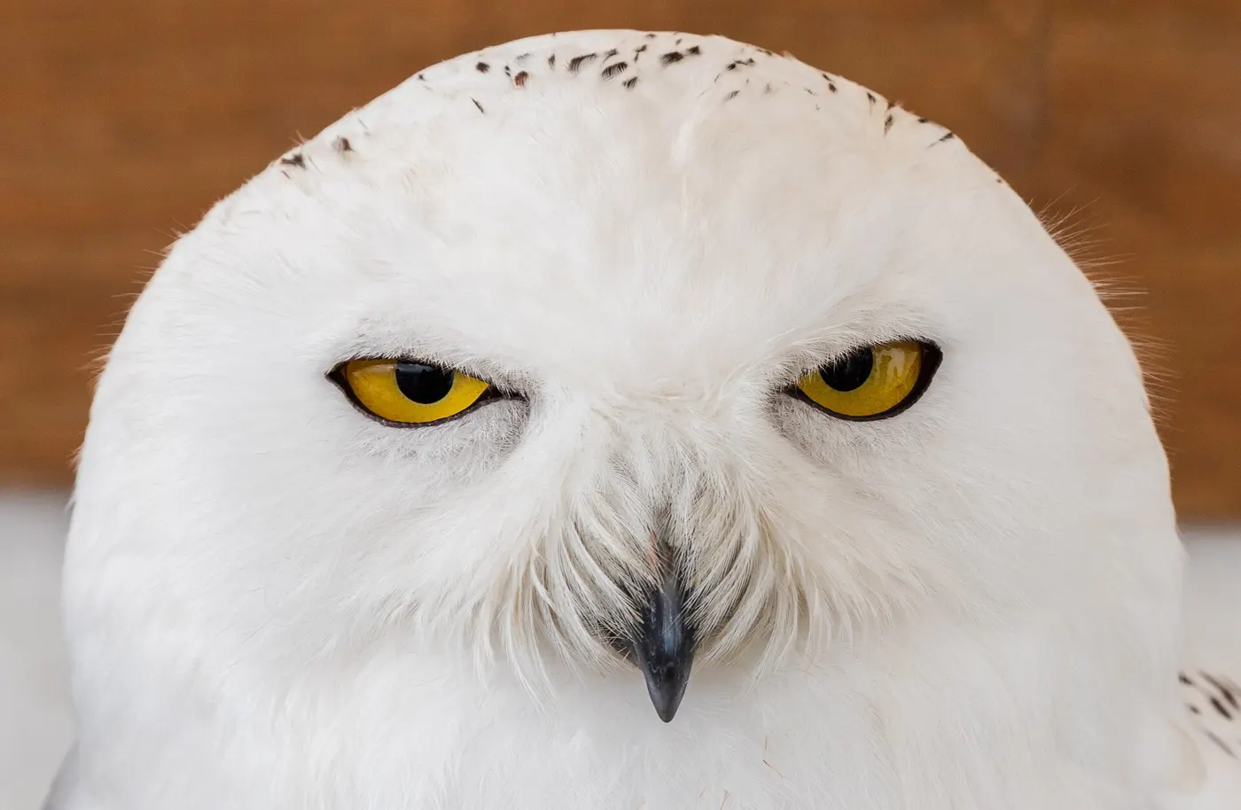 Two Icons of the Tundra: Snowy Owl and Musk Ox