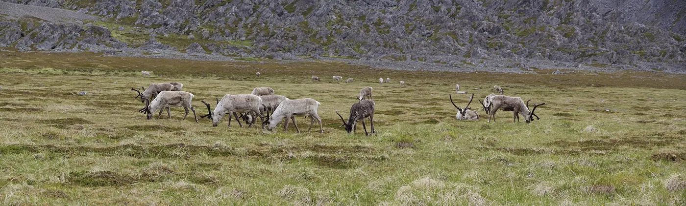 Reindeer Herding: A Living Tradition of the Tundra